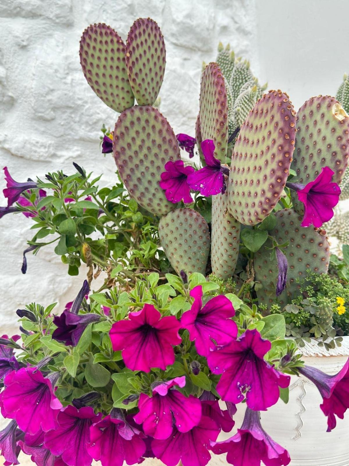 Trulli Resort Aia Piccola アルベロベッロ エクステリア 写真